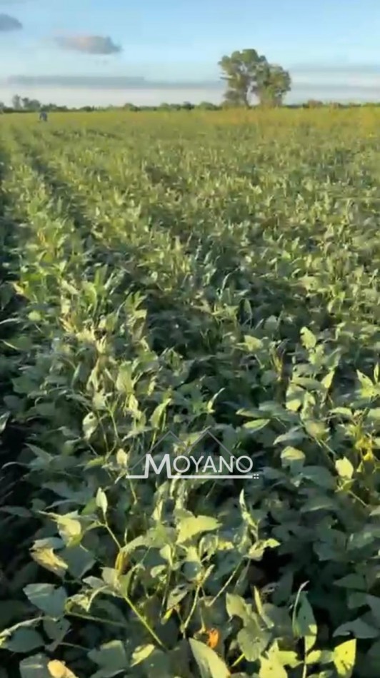 Campo 8 has en venta - Monte Vera