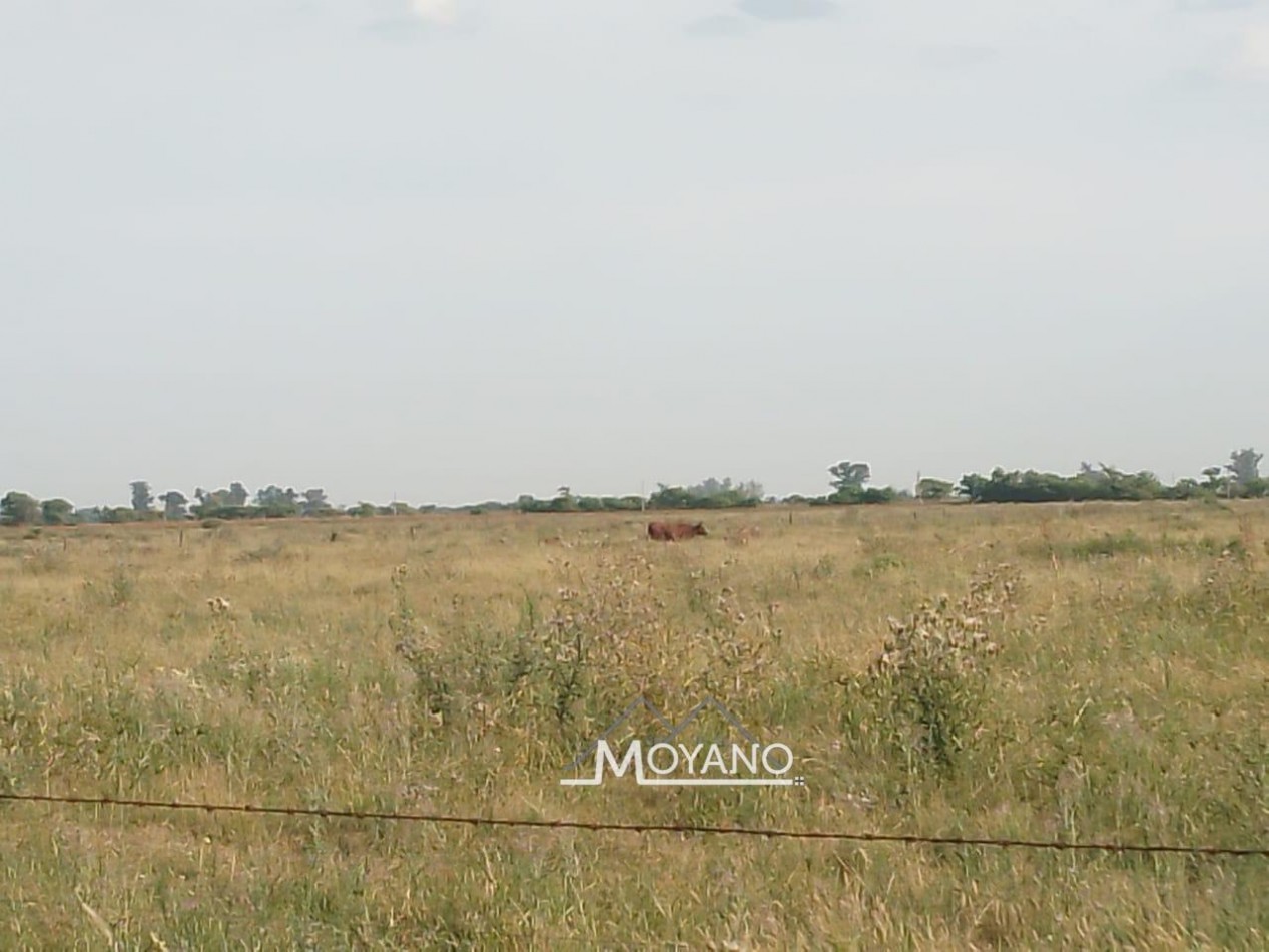 Campo mixto 66 has  en venta - Sa Pereira