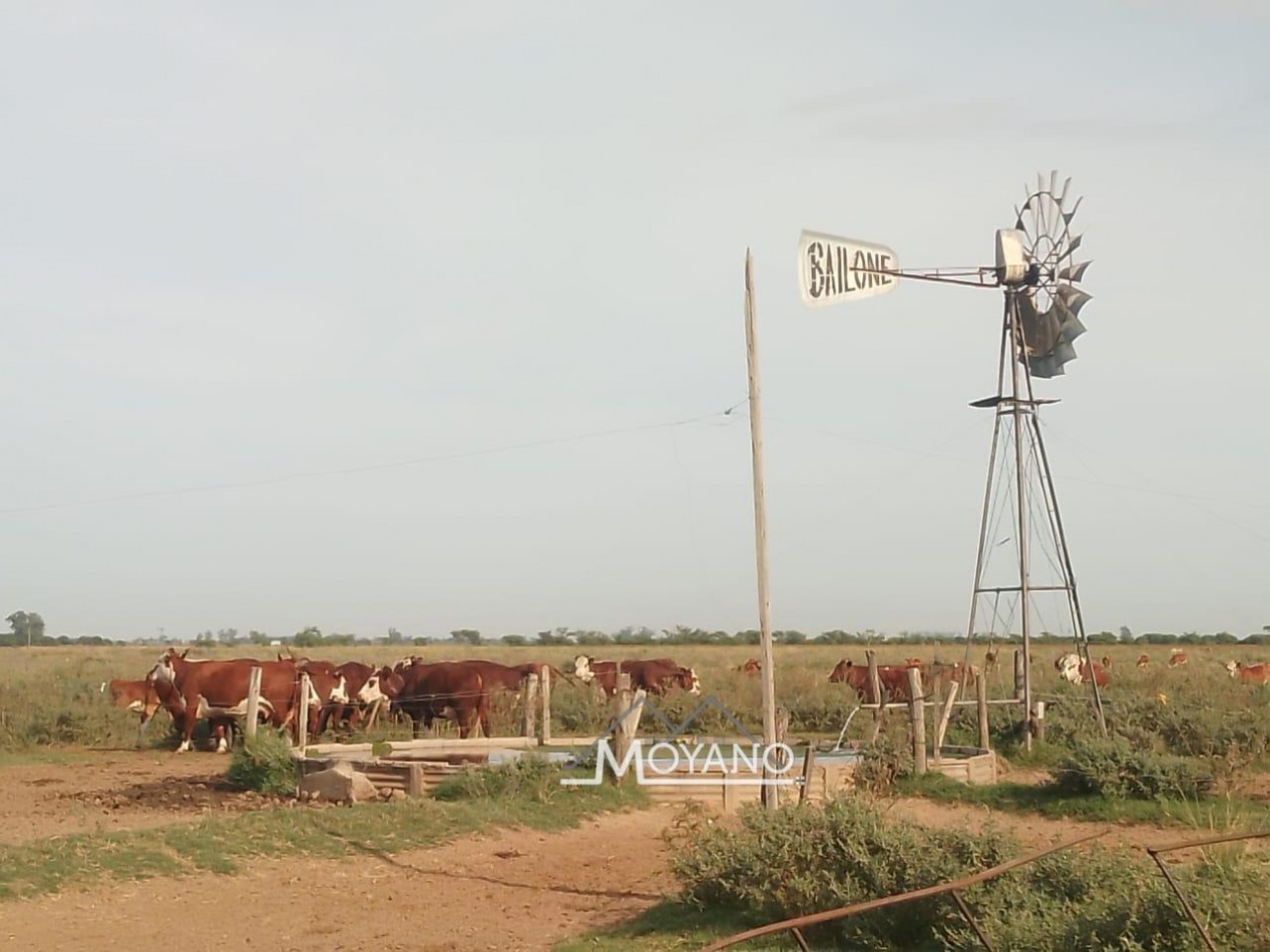Campo mixto 66 has  en venta - Sa Pereira