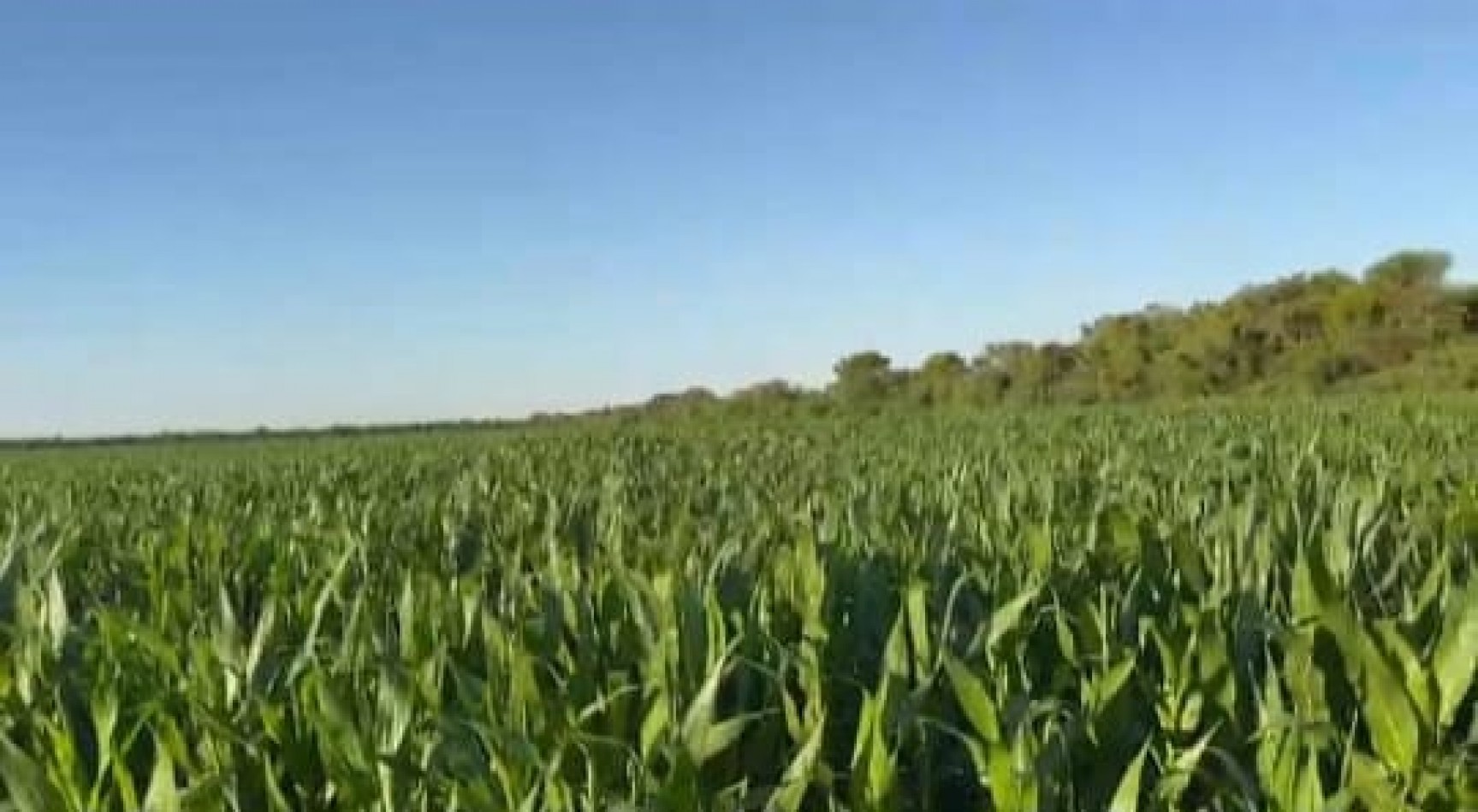 Campo de 10 Hectareas - Colonia 10 de Julio (entre Suardi y Morteros)
