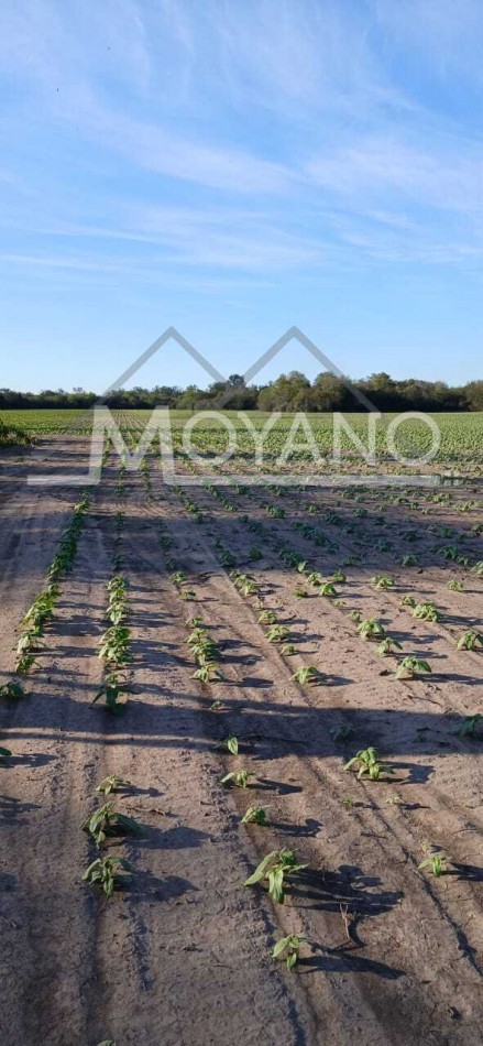 Campo Agroganadero 107.8 has en Venta - Villa Angela, Chaco