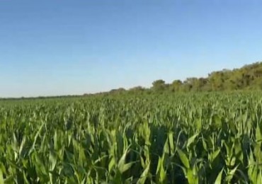 Campo de 10 Hectareas - Colonia 10 de Julio (entre Suardi y Morteros)