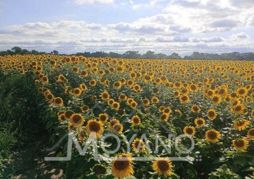 Campo Agroganadero 107.8 has en Venta - Villa Angela, Chaco